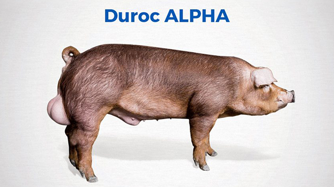 Duroc Alpha